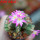 AZTEKIUM valdezii GCG 10893, clone D, own roots, 5,5 cm pot, rooted offset