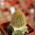 BRACHYCEREUS nesioticus clone P4, 6 cm pot, grafted offset