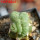 LOPHOPHORA alberto-vojtechii f. cristata, 6 cm pot, grafted