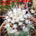COPIAPOA columna - alba GCG 15329b, f. white spines ex Gerardo Snicer, illustrative photo