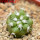COPIAPOA columna - alba GCG 15329b, f. white spines ex Gerardo Snicer, seedling
