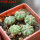 AZTEKIUM ritteri f. rotundum GCG 10005, El Barreal, 5 cm pot, 5 x SEEDLINGS