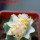 ESCOBARIA abdita GCG 10974 var. aurea, grafted