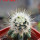 ECHINOCEREUS lindsayi f. yellow spines, clone nr. 2, grafted