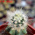 ECHINOCEREUS lindsayi f. yellow spines, clone nr. 2, grafted