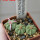 AZTEKIUM ritteri f. intercostatum GCG 10888, Puente Ciprian, 5 cm pot, 3 pcs. SEEDLINGS