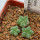 AZTEKIUM valdezii GCG 10893, own roots, 5 cm pot, 3 pcs. SEEDLINGS