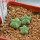 AZTEKIUM valdezii GCG 10893, own roots, 5 cm pot, 3 pcs. SEEDLINGS