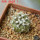 COPIAPOA columna - alba GCG 15329b, f. white spines ex Gerardo Snicer, 5 cm pot, seedling