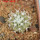 COPIAPOA columna - alba GCG 15329b, f. white spines ex Gerardo Snicer, 5 cm pot, seedling