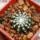 DISCOCACTUS horstii, 5 cm pot, 2 cm, SEEDLING