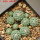 STROMBOCACTUS esperanzae var. nova SN 2014.0201, 7,5 cm pot, 10 pcs., SEEDLINGS