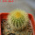 UEBELMANNIA pectinifera var. eriocactoides RNK 100, 10km N of Curimataí, Mg., 5 cm pot, SEEDLING