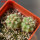 COPIAPOA andina armata II. GCG 20000, E of Punta Colorada, 2 pcs. SEEDLINGS