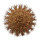 UEBELMANNIA pectinifera aff. flavispina x inhaiensis n. prov., RNK 46, Chapada, illustrative photo