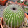 UEBELMANNIA pectinifera aff. f. nova RNK 105, illustrative photo