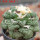 ARIOCARPUS fissuratus cv. Godzilla, 7 cm pot, grafted offset