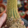 BRACHYCEREUS nesioticus 6,5 cm pot, 9 cm height, own roots, rooted cutting