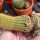 BRACHYCEREUS nesioticus 6,5 cm pot, 9 cm height, own roots, rooted cutting