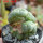 LOPHOPHORA alberto-vojtechii f. cristate, 8 cm pot, grafted offset