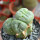 LOPHOPHORA alberto-vojtechii f. cristate, 8 cm pot, grafted offset