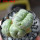 LOPHOPHORA alberto-vojtechii f. cristate, 8 cm pot, grafted offset