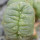 LOPHOPHORA alberto-vojtechii f. cristate, 8 cm pot, grafted offset