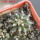 UEBELMANNIA buiningii f. green RNK 55, 5 cm pot, SEEDLING
