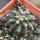 UEBELMANNIA buiningii f. green RNK 55, 5 cm pot, SEEDLING