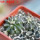 UEBELMANNIA buiningii f. green RNK 55, 5 cm pot, 2 pcs., SEEDLINGS