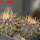 UEBELMANNIA buiningii RNK 52, 6,5 cm pot, 2 pcs. SEEDLINGS