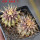 UEBELMANNIA buiningii RNK 52, 6,5 cm pot, 2 pcs. SEEDLINGS