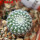 UEBELMANNIA gummifera RNK 25/2023 (HU 282, type), 5 cm pot, SEEDLING