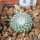 UEBELMANNIA gummifera RNK 25/2023 (HU 282, type), 5 cm pot, SEEDLING