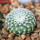 UEBELMANNIA gummifera RNK 25/2023 (HU 282, type), 5 cm pot, SEEDLING