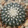 UEBELMANNIA meninensis f. rubra RNK 22/2023, 5 cm pot, SEEDLING