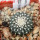 UEBELMANNIA meninensis f. rubra RNK 22/2023, 5 cm pot, SEEDLING