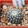 UEBELMANNIA meninensis f. rubra RNK 22/2023, 5 cm pot, SEEDLING