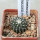 UEBELMANNIA meninensis f. rubra RNK 22/2023, 5 cm pot, SEEDLING