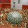 UEBELMANNIA meninensis HU 108, Pedra Menina, 5 cm pot, SEEDLING