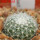 UEBELMANNIA meninensis HU 108, Pedra Menina, 5 cm pot, SEEDLING