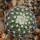 UEBELMANNIA meninensis HU 108, Pedra Menina, 5 cm pot, SEEDLING