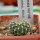 UEBELMANNIA meninensis HU 108, Pedra Menina, 5 cm pot, SEEDLING