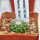UEBELMANNIA meninensis HU 108, Pedra Menina, 5 cm pot, SEEDLING