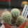 UEBELMANNIA pectinifera aff. flavispina x inhaiensis n. prov., RNK 46, Chapada, 3 pcs., SEEDLINGS