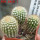 UEBELMANNIA pectinifera aff. flavispina x inhaiensis n. prov., RNK 46, Chapada, 3 pcs., SEEDLINGS