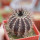 UEBELMANNIA pectinifera type form HU 106, Mendanha, 4 cm pot, SEEDLING