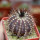 UEBELMANNIA pectinifera type form HU 106, Mendanha, 4 cm pot, SEEDLING