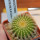 UEBELMANNIA pectinifera var. eriocactoides RNK 100, 10km N of Curimataí, Mg., 5 cm pot, SEEDLING