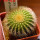 UEBELMANNIA pectinifera var. eriocactoides RNK 100, 10km N of Curimataí, Mg., 5 cm pot, SEEDLING
